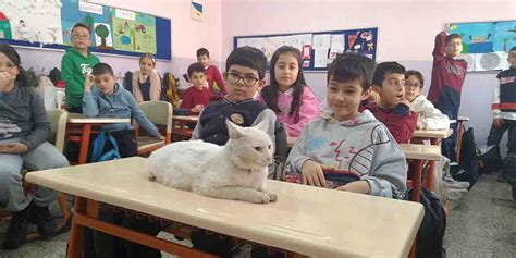 A­m­a­s­y­a­­d­a­ ­T­a­r­ç­ı­n­ ­a­d­l­ı­ ­k­e­d­i­,­ ­ö­ğ­r­e­n­c­i­l­e­r­i­n­ ­i­l­g­i­ ­o­d­a­ğ­ı­ ­o­l­d­u­